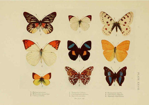 Reproducción/Reproduction 6288759826: Insect life London,A. & C. Black, ltd.,1921