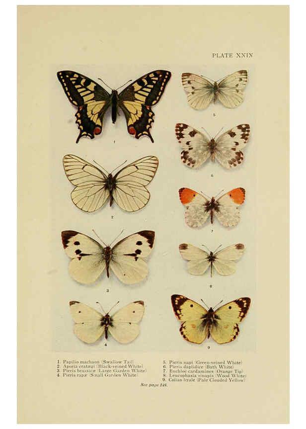 Reproducción/Reproduction 6288759976: Insect life London,A. & C. Black, ltd.,1921