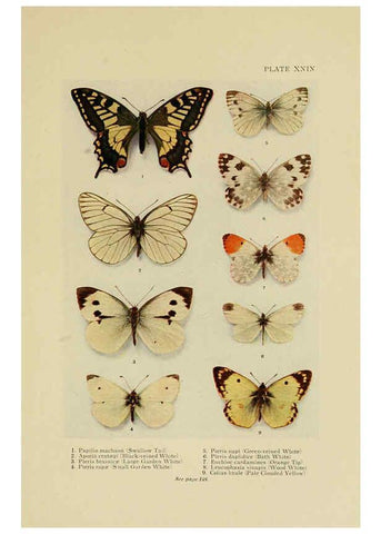 Reproducción/Reproduction 6288759976: Insect life London,A. & C. Black, ltd.,1921