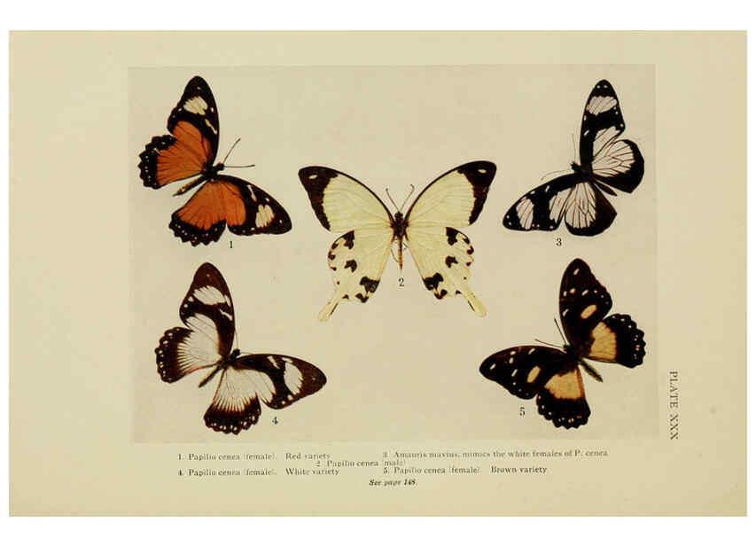 Reproducción/Reproduction 6288760108: Insect life London,A. & C. Black, ltd.,1921
