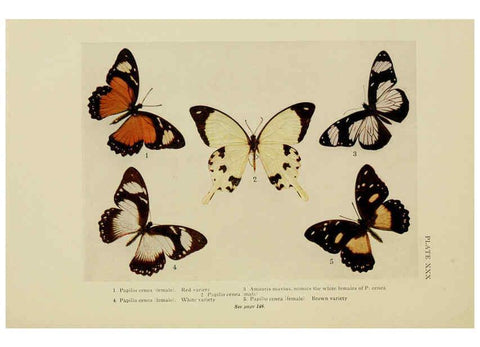 Reproducción/Reproduction 6288760108: Insect life London,A. & C. Black, ltd.,1921
