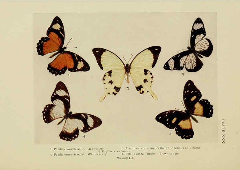 Reproducción/Reproduction 6288760108: Insect life London,A. & C. Black, ltd.,1921