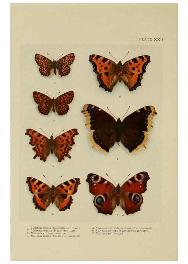 Reproducción/Reproduction 6288239149: Insect life London,A. & C. Black, ltd.,1921