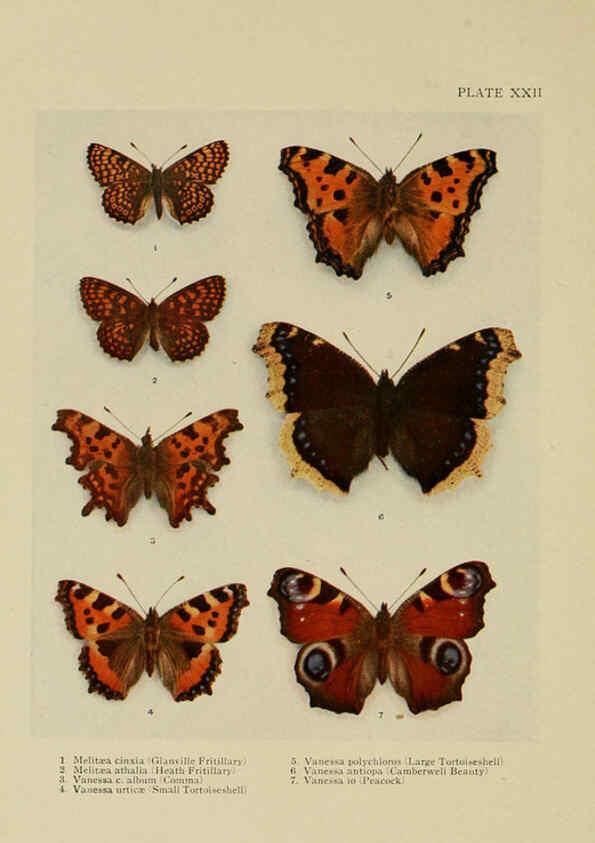 Reproducción/Reproduction 6288239149: Insect life London,A. & C. Black, ltd.,1921