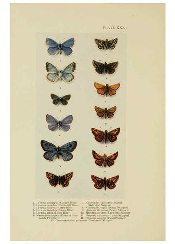 Reproducción/Reproduction 6288240661: Insect life London,A. & C. Black, ltd.,1921