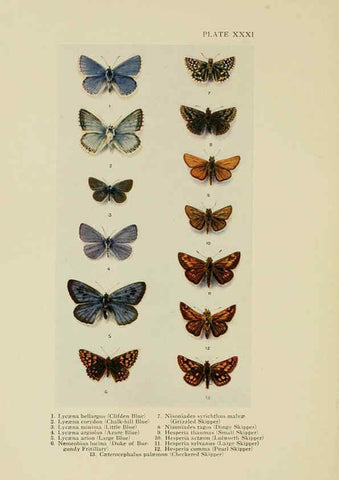 Reproducción/Reproduction 6288240661: Insect life London,A. & C. Black, ltd.,1921