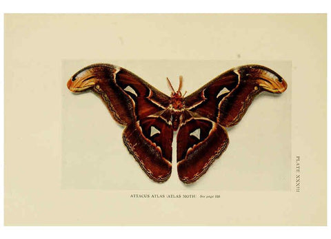 Reproducción/Reproduction 6288760604: Insect life London,A. & C. Black, ltd.,1921