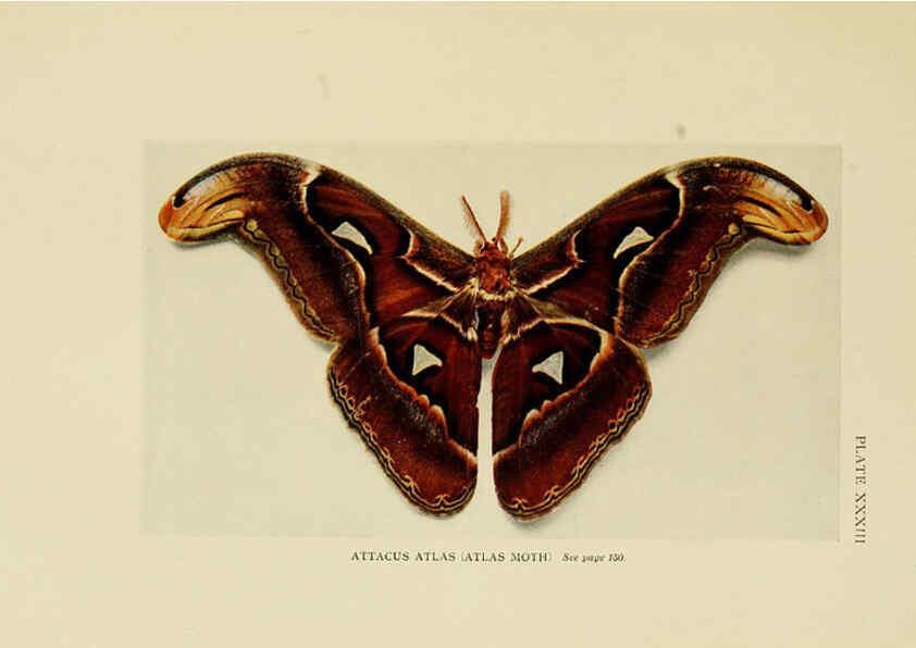 Reproducción/Reproduction 6288760604: Insect life London,A. & C. Black, ltd.,1921