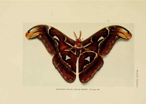 Reproducción/Reproduction 6288760604: Insect life London,A. & C. Black, ltd.,1921