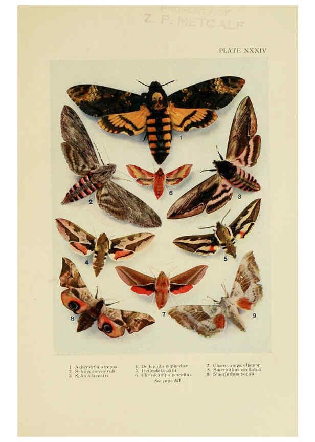 Reproducción/Reproduction 6288241165: Insect life London,A. & C. Black, ltd.,1921