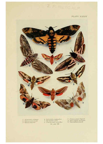 Reproducción/Reproduction 6288241165: Insect life London,A. & C. Black, ltd.,1921