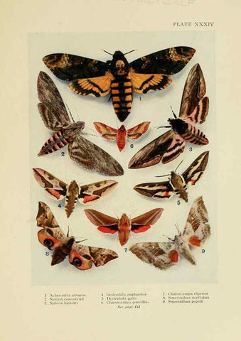 Reproducción/Reproduction 6288241165: Insect life London,A. & C. Black, ltd.,1921