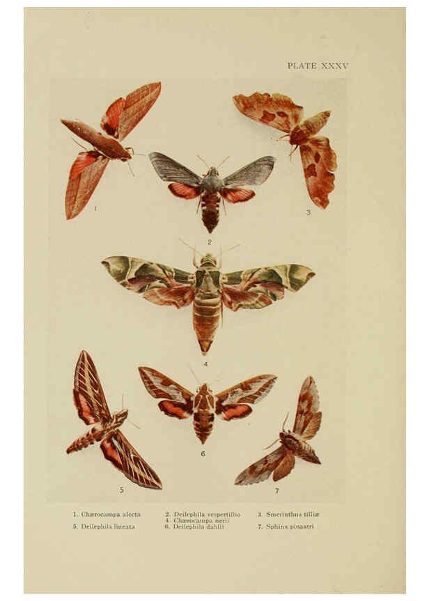 Reproducción/Reproduction 6288241327: Insect life London,A. & C. Black, ltd.,1921