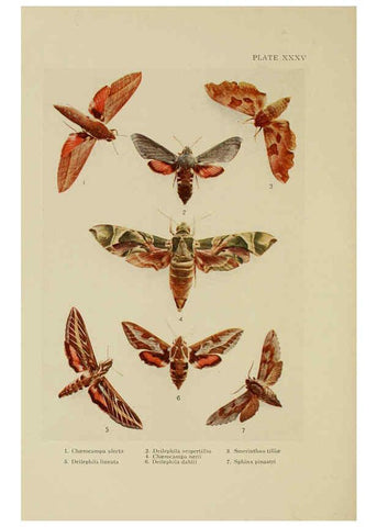 Reproducción/Reproduction 6288241327: Insect life London,A. & C. Black, ltd.,1921
