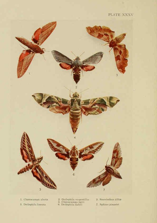Reproducción/Reproduction 6288241327: Insect life London,A. & C. Black, ltd.,1921