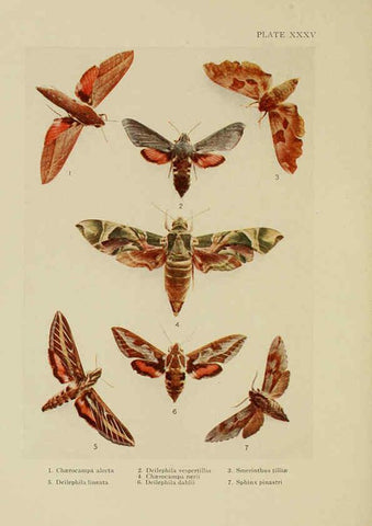 Reproducción/Reproduction 6288241327: Insect life London,A. & C. Black, ltd.,1921