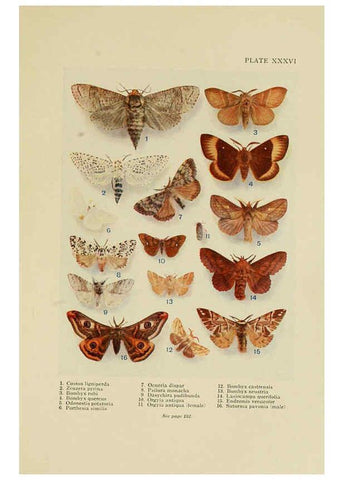 Reproducción/Reproduction 6288241507: Insect life London,A. & C. Black, ltd.,1921