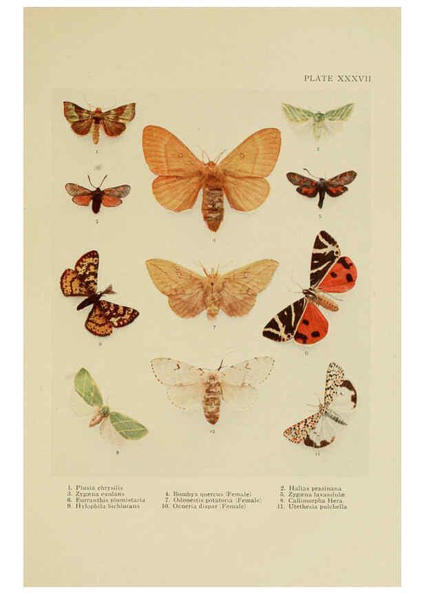 Reproducción/Reproduction 6288761208: Insect life London,A. & C. Black, ltd.,1921