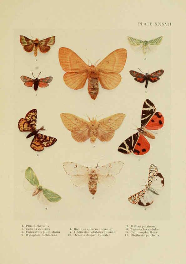 Reproducción/Reproduction 6288761208: Insect life London,A. & C. Black, ltd.,1921