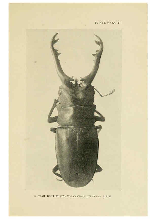 Reproducción/Reproduction 6288761394: Insect life London,A. & C. Black, ltd.,1921