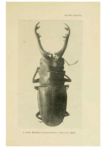 Reproducción/Reproduction 6288761394: Insect life London,A. & C. Black, ltd.,1921