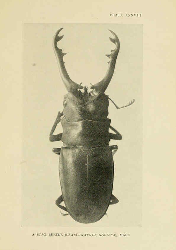 Reproducción/Reproduction 6288761394: Insect life London,A. & C. Black, ltd.,1921