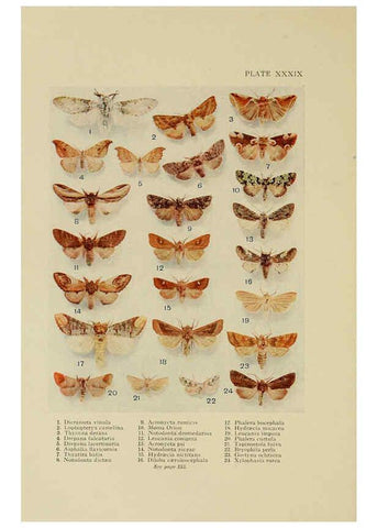 Reproducción/Reproduction 6288241967: Insect life London,A. & C. Black, ltd.,1921