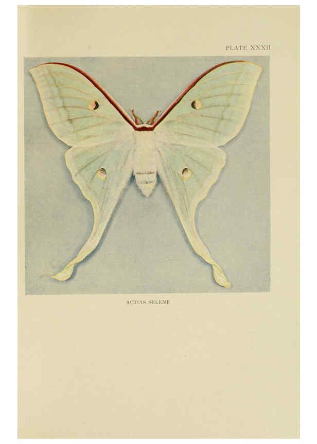 Reproducción/Reproduction 6288760406: Insect life London,A. & C. Black, ltd.,1921