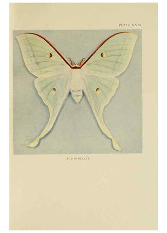 Reproducción/Reproduction 6288760406: Insect life London,A. & C. Black, ltd.,1921