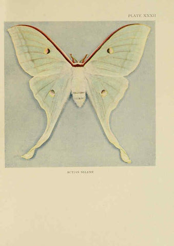 Reproducción/Reproduction 6288760406: Insect life London,A. & C. Black, ltd.,1921