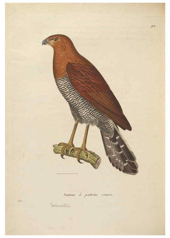 Reproducción/Reproduction 6285715435: Nouveau recueil de planches coloriées d'oiseaux A Strasbourgh ;Chez Legras Imbert et Comp.,1838