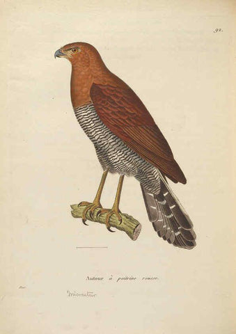 Reproducción/Reproduction 6285715435: Nouveau recueil de planches coloriées d'oiseaux A Strasbourgh ;Chez Legras Imbert et Comp.,1838
