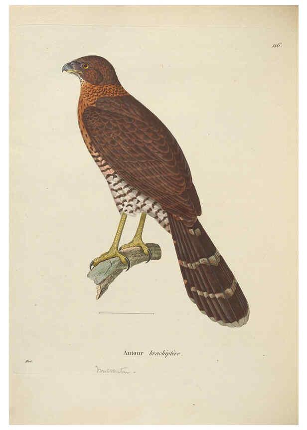 Reproducción/Reproduction 6286236278: Nouveau recueil de planches coloriées d'oiseaux A Strasbourgh ;Chez Legras Imbert et Comp.,1838