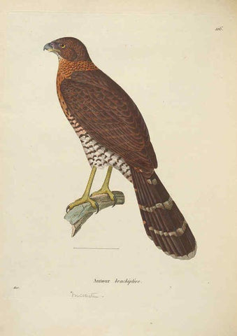 Reproducción/Reproduction 6286236278: Nouveau recueil de planches coloriées d'oiseaux A Strasbourgh ;Chez Legras Imbert et Comp.,1838