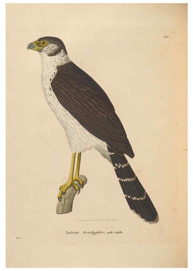 Reproducción/Reproduction 6286236052: Nouveau recueil de planches coloriées d'oiseaux A Strasbourgh ;Chez Legras Imbert et Comp.,1838