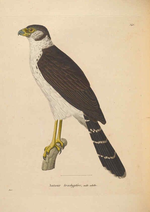 Reproducción/Reproduction 6286236052: Nouveau recueil de planches coloriées d'oiseaux A Strasbourgh ;Chez Legras Imbert et Comp.,1838