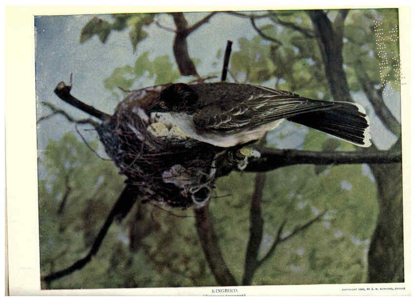 Reproducción/Reproduction 6279973398: Birds of Buzzard's Roost Indianapolis, Ind.,Scott-Miller Company,1907