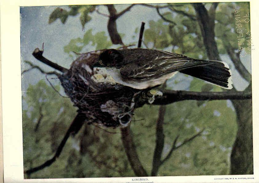 Reproducción/Reproduction 6279973398: Birds of Buzzard's Roost Indianapolis, Ind.,Scott-Miller Company,1907