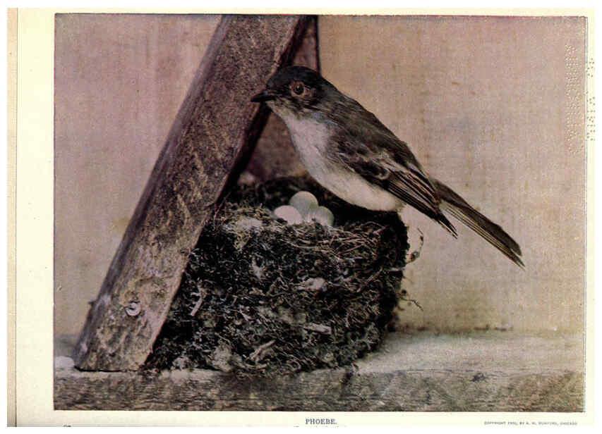 Reproducción/Reproduction 6279973572: Birds of Buzzard's Roost Indianapolis, Ind.,Scott-Miller Company,1907