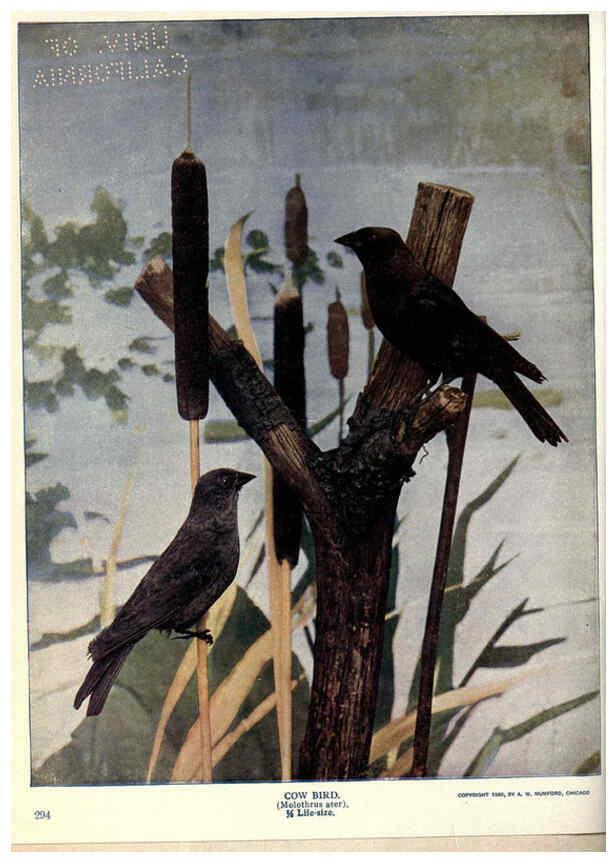 Reproducción/Reproduction 6279973898: Birds of Buzzard's Roost Indianapolis, Ind.,Scott-Miller Company,1907