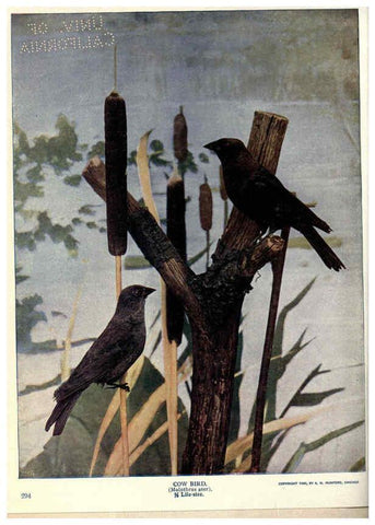 Reproducción/Reproduction 6279973898: Birds of Buzzard's Roost Indianapolis, Ind.,Scott-Miller Company,1907