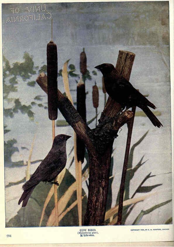 Reproducción/Reproduction 6279973898: Birds of Buzzard's Roost Indianapolis, Ind.,Scott-Miller Company,1907