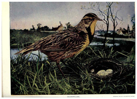 Reproducción/Reproduction 6279974044: Birds of Buzzard's Roost Indianapolis, Ind.,Scott-Miller Company,1907