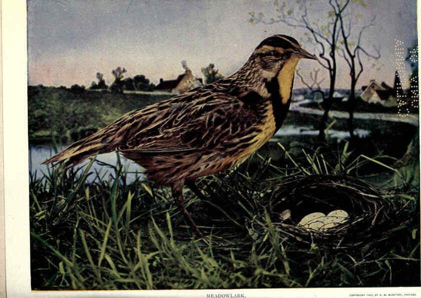 Reproducción/Reproduction 6279974044: Birds of Buzzard's Roost Indianapolis, Ind.,Scott-Miller Company,1907