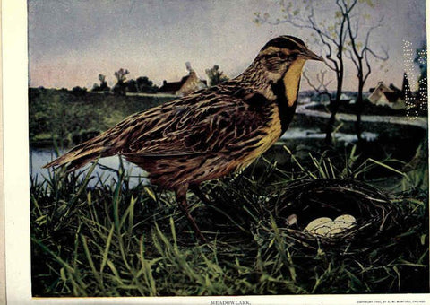 Reproducción/Reproduction 6279974044: Birds of Buzzard's Roost Indianapolis, Ind.,Scott-Miller Company,1907