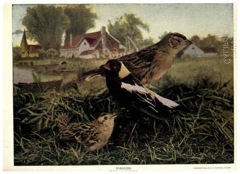 Reproducción/Reproduction 6279974358: Birds of Buzzard's Roost Indianapolis, Ind.,Scott-Miller Company,1907
