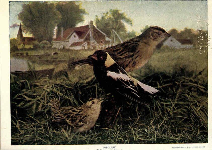 Reproducción/Reproduction 6279974358: Birds of Buzzard's Roost Indianapolis, Ind.,Scott-Miller Company,1907