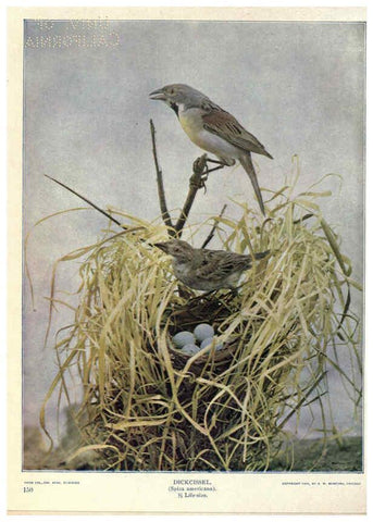 Reproducción/Reproduction 6279454553: Birds of Buzzard's Roost Indianapolis, Ind.,Scott-Miller Company,1907
