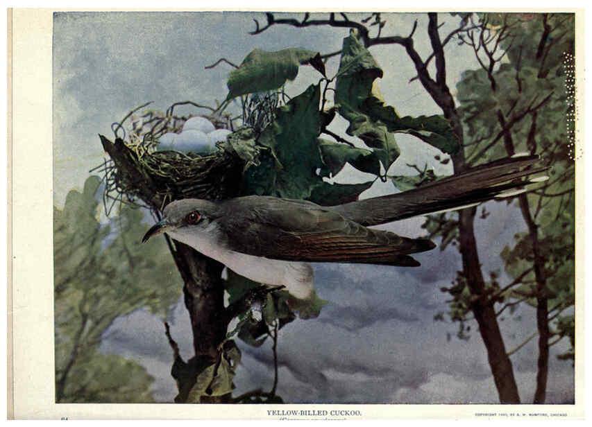 Reproducción/Reproduction 6279974980: Birds of Buzzard's Roost Indianapolis, Ind.,Scott-Miller Company,1907