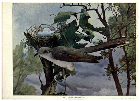 Reproducción/Reproduction 6279974980: Birds of Buzzard's Roost Indianapolis, Ind.,Scott-Miller Company,1907